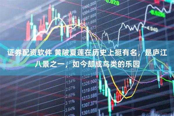 证券配资软件 黄陂夏莲在历史上挺有名，是庐江八景之一，如今却成鸟类的乐园